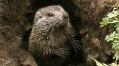 Chlapca zabil čierny mor potom, čo zjedol mäso zo svišťa. Krajina sa obáva ďalšej epidémie