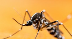 Nebezpečný druh komára sa usídlil na Slovensku. Spozorovali ho už na dvoch miestach v Bratislave