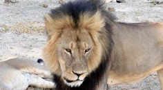 Cecil bol symbolom Afriky. Pytliaci ho trápili 40 hodín
