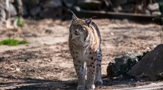 Vládny zákon, ktorý má riešiť odstrel medveďov, sa teraz týka aj vlkov či ohrozených rysov, tvrdí SaS