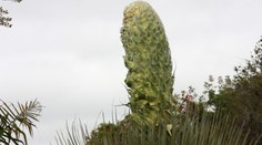 Obrovská vzácnosť. Táto čudná rastlina kvitne raz za 100 rokov