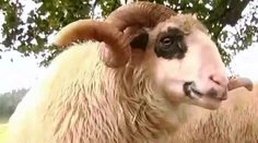Poznáte ho? Neďaleko Brezna sa pasie raritné zviera