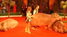 A vraj sú hrochy nemotorné. Predvádzajú šou, akú ste ešte nikde nevideli