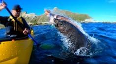 Tá sadla: Kajakár to od tuleňa schytal priamo do tváre