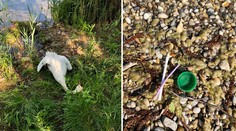 Zahynula ružinovská ikona, zadusila sa plastovým odpadom