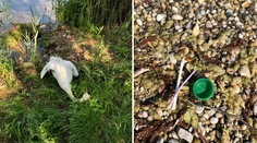 Zahynula ružinovská ikona, zadusila sa plastovým odpadom