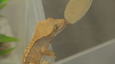 Na psa či mačku nemal čas, preto si zadovážil gekóny. Vášnivý chovateľ vychoval už niekoľko generácií