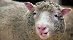 Najslávnejšia ovca na svete nikdy nevidela Slnko a nežrala trávu