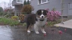 Petržalskí psíčkari sú zhrození. Veterinári hlásia skoro desiatku otrávených psov