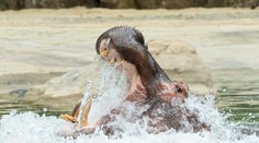 Hroch usmrtil čínskeho turistu fotografujúceho na brehu jazera