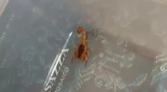 FOTO: Hľadanie jedovatých škorpiónov na Liptove pokračuje. Jedného sa už podarilo odchytiť