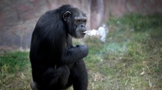 Fajčenie škodí zdraviu! 19-ročná samička šimpanza to zjavne ignoruje