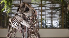 Extrémne vzácna kostra Tyranosaura rexa má nového majiteľa. Kupec za ňu zaplatil milióny eur