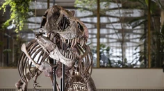 Extrémne vzácna kostra Tyranosaura rexa má nového majiteľa. Kupec za ňu zaplatil milióny eur