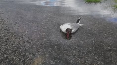 Na brehu Liptovskej Mary našli uhynuté vtáky. Po rozbore zostali všetci prekvapení
