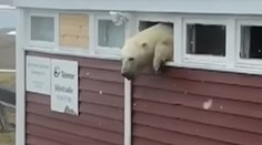 Hladný medveď vykradol hotel, skončil pri víne a čokoláde