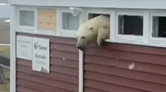 Hladný medveď vykradol hotel, skončil pri víne a čokoláde