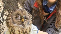 Cyklisti našli v Slovenskom raji vzácnu sovu v zúboženom stave. Napokon sa ju nepodarilo zachrániť