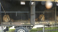 Polícia obvinila majiteľa českého cirkusu, že vystavoval levy. U nás sú šelmy zakázané