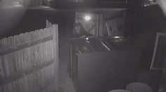 Prešibaný medveď sa nevzdal. Keď sa mu nepodarilo dostať k smetiam, ukradol celý kontajner