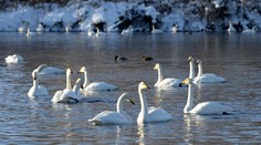 Vtáčia chrípka naberá na sile. Na Záhorí našli desiatky uhynutých labutí, na juhu Slovenska utratia 40-tisíc nosníc