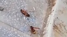 Súboj sršňa so švábom mal prekvapivého víťaza