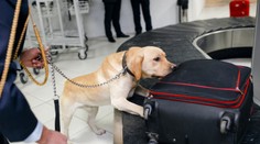 V Británii sa do boja proti koronavírusu zapoja aj psy