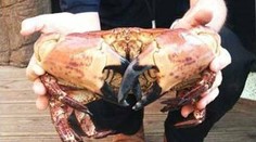 Šokovaná rodina. Ich krab prežil päť dní v chladničke