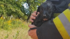 V šachte uviazol dvojmesačný psík. Hasiči z Rožňavy použili osvedčený trik