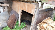 Muž na verejnosti bezcitne týral psa. Polícia opísala zverstvo, po ktorom vám skypí žlč