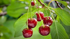 Višne, ich benefity aj užitočné recepty a rady, ako ich využiť