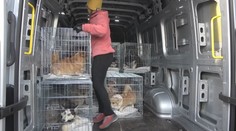 Ochranárom sa konečne podarilo zachrániť psov z množiarne pri D. Strede. Aj tak za ne museli platiť