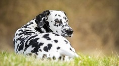 Dalmatínka prišla ako šteniatko o predné labky na psom bitúnku. Dnes už má nový domov
