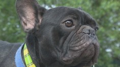 Buldoček, ktorý sa nečakane zmenil na čierneho pasažiera, má už nový domov