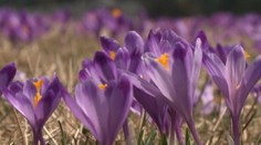 Teplé počasie zmenilo Donovaly opäť na fialovú krajinu