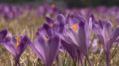 Teplé počasie zmenilo Donovaly opäť na fialovú krajinu