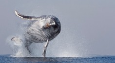 Séria unikátnych fotografií: Veľryba, ktorá chcela lietať