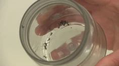Lieta cez deň a prenáša exotické choroby. Odborníci prezradili, či sa ľudia majú obávať nebezpečného druhu komára