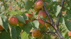 Po jahodách si môžete nazbierať už aj marhule. Úrody má byť dostatok, na prácu sa pripravujú aj pálenice