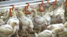 Ďalšia pohroma: Do Maďarska sa vrátila nákaza vtáčou chrípkou