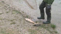 V Kuchajde zbierajú mŕtve kapry ako na bežiacom páse. Zisťovali sme, čo sa stalo