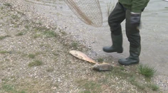V Kuchajde zbierajú mŕtve kapry ako na bežiacom páse. Zisťovali sme, čo sa stalo