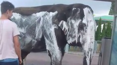 Vodiči v Kutnej Hore zažili šok: Cirkusanti drhli slona v umyvárni saponátom na autá