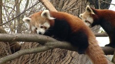 Bratislavská ZOO jasá: Takto vyzerajú rozkošné mini pandy