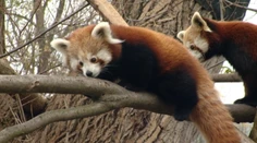 Bratislavská ZOO jasá: Takto vyzerajú rozkošné mini pandy