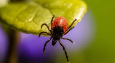 Kliešte na vašich domácich miláčikoch: Tipy a rady od veterinárky