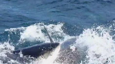 Žralok zaútočil na surfistu. Vážne mu poranil ruky aj nohy