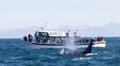 Vedci už zrejme vyriešili záhadu útokov kosatiek na lode. Za ich správaním nie je pomsta ľudstvu