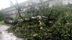 Okrem dažďa v noci úradoval aj silný vietor. V Bratislave opäť vyvracal stromy