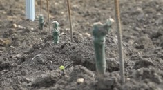 Netypická krádež vo vinohrade v Strekove: Skupina páchateľov možno z lupu nebude mať nič